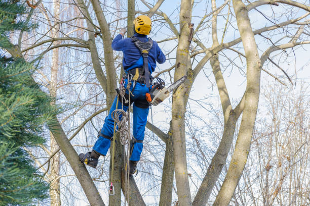 Reliable Athens, AL Tree Removal Solutions